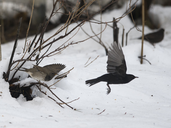 Mustakaularastas, Black-throated Thrush, Turdus atrogularis